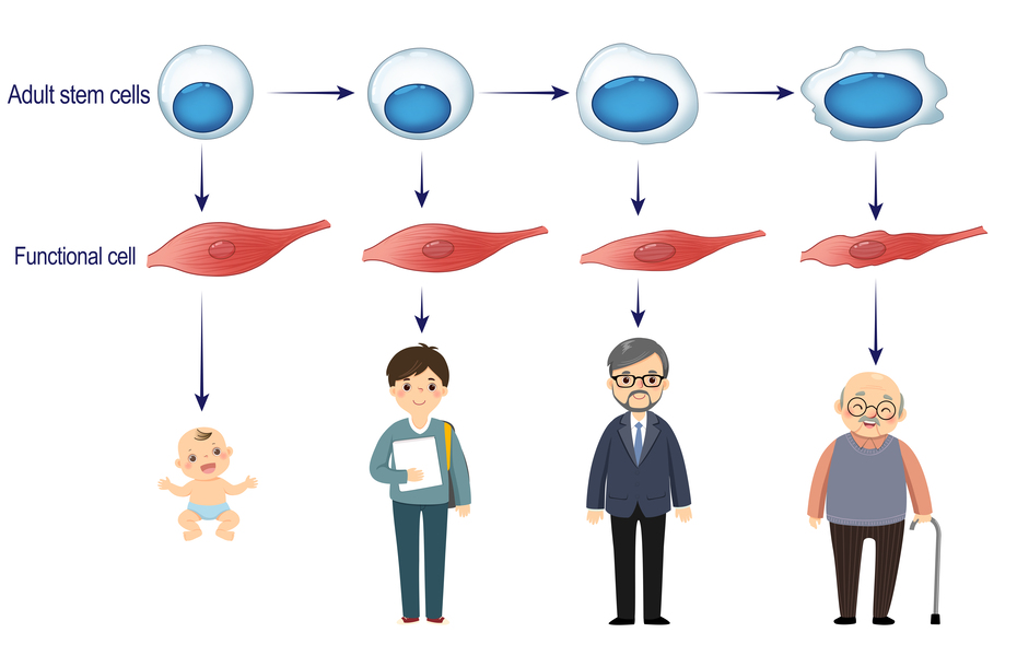 TRCS Molecular Mechanism Diagram